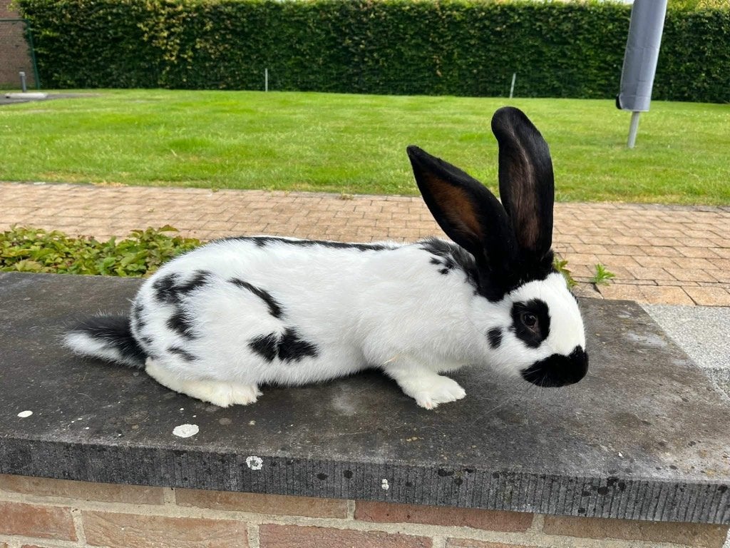 Raszuivere lotharinger rammelaar, Dieren en Toebehoren, Mannelijk, Groot