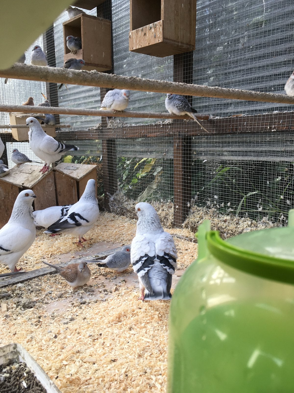 KWEEKRIJPE ITALIAANSE MEEUWEN VANAF 20 EURO/KOPPEL, Plusieurs animaux, Autres espèces