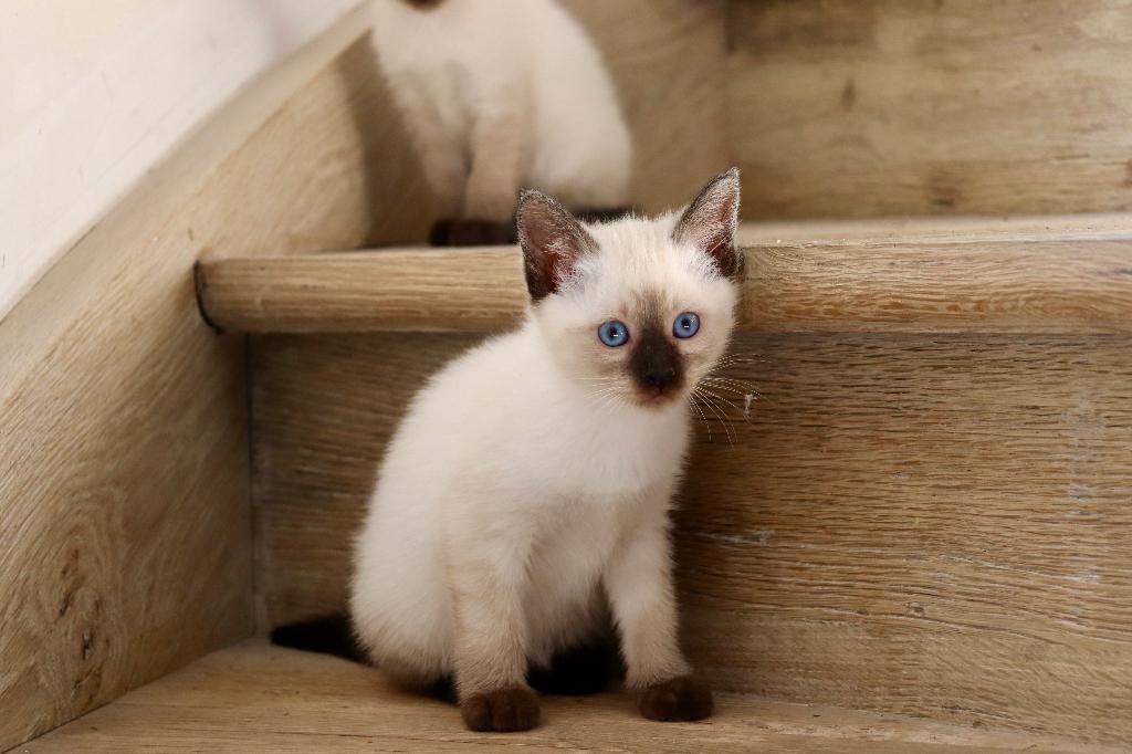 Siamese thai kittens met stamboom, Dieren en Toebehoren, Katten en Kittens | Raskatten | Korthaar, Meerdere dieren, 0 tot 2 jaar
