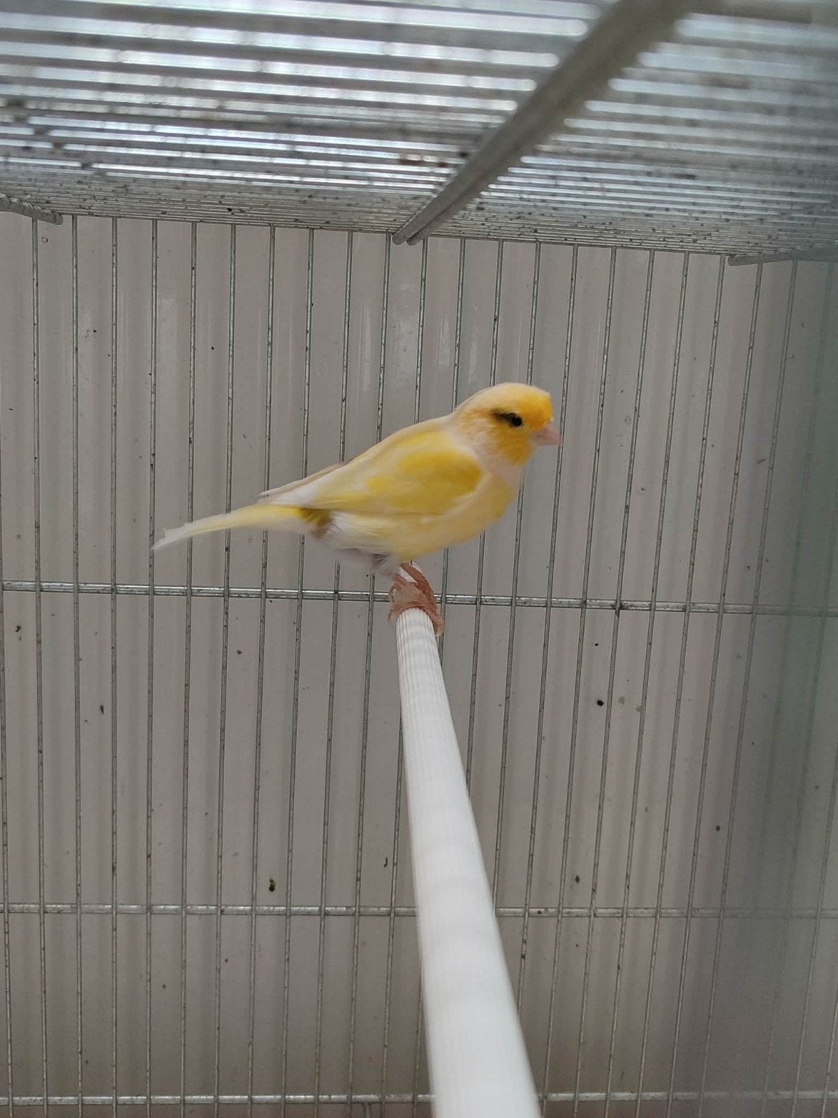 canari mâle 25€, Enlèvement
