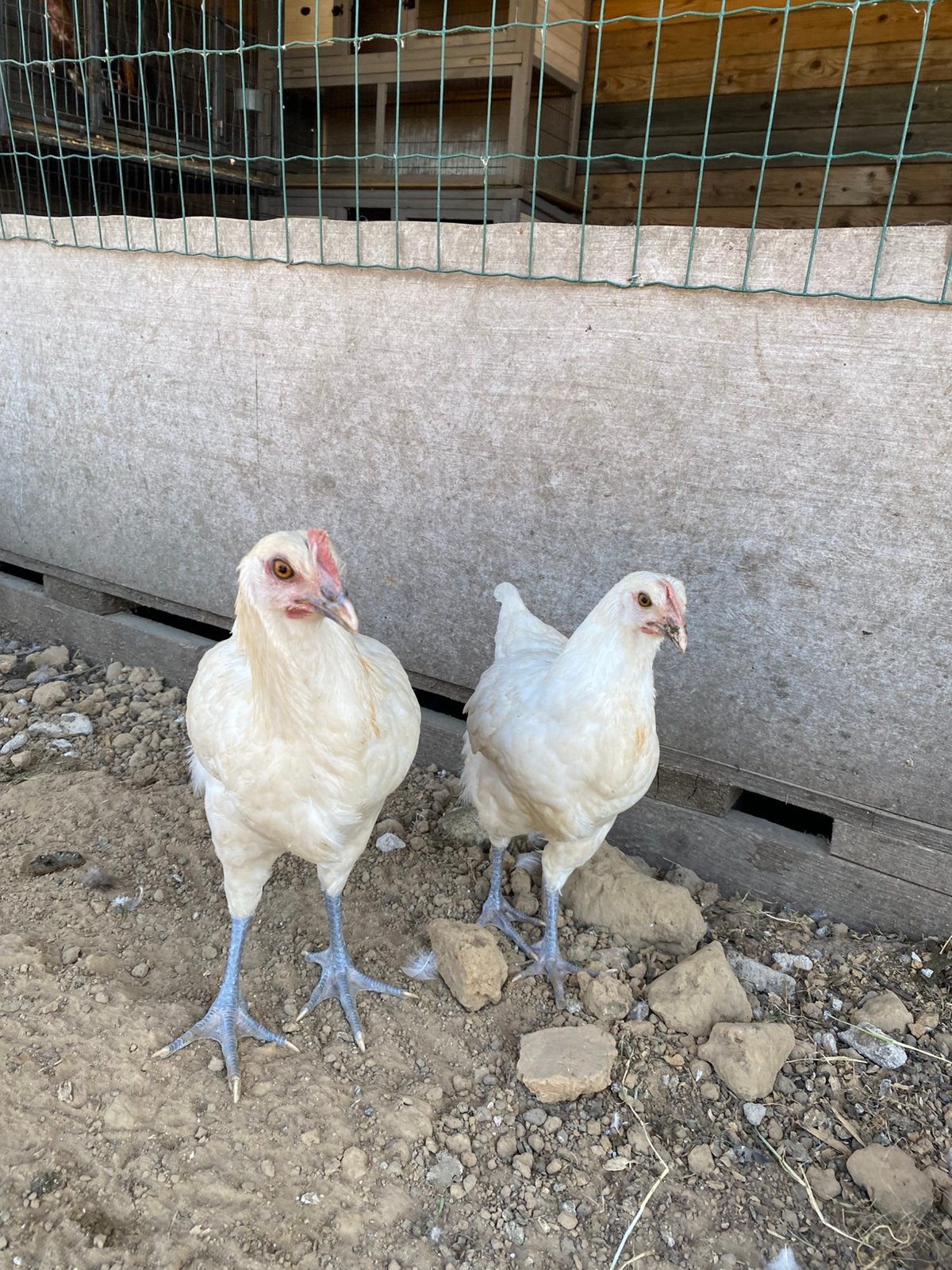 Poule de Bresse haantjes, Dieren en Toebehoren