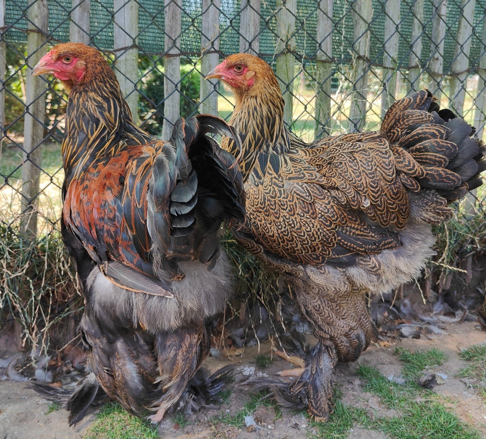 Brahma koppel meerzomig patrijs uit tentoonstellinsfok, Dieren en Toebehoren, Kip