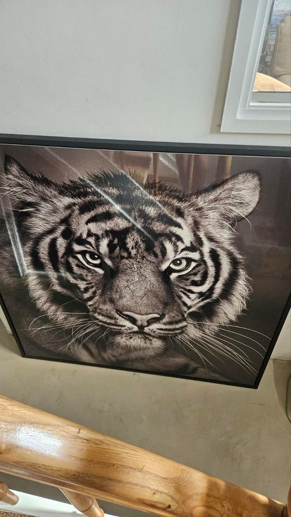 Cadre photo avec une jeune tête de tigre. 1m20 par 1m20. Par, Enlèvement