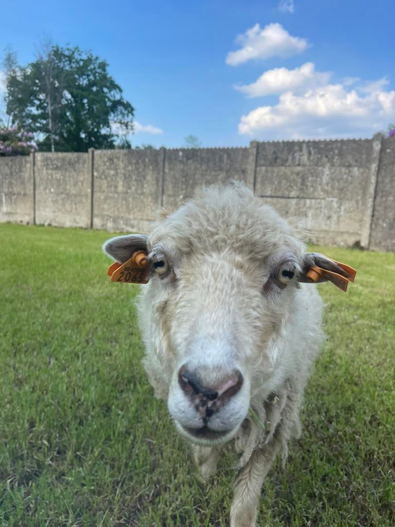 Ouessant ooi + lammetje zoeken dringend warme kudde, Femelle, Mouton, 0 à 2 ans