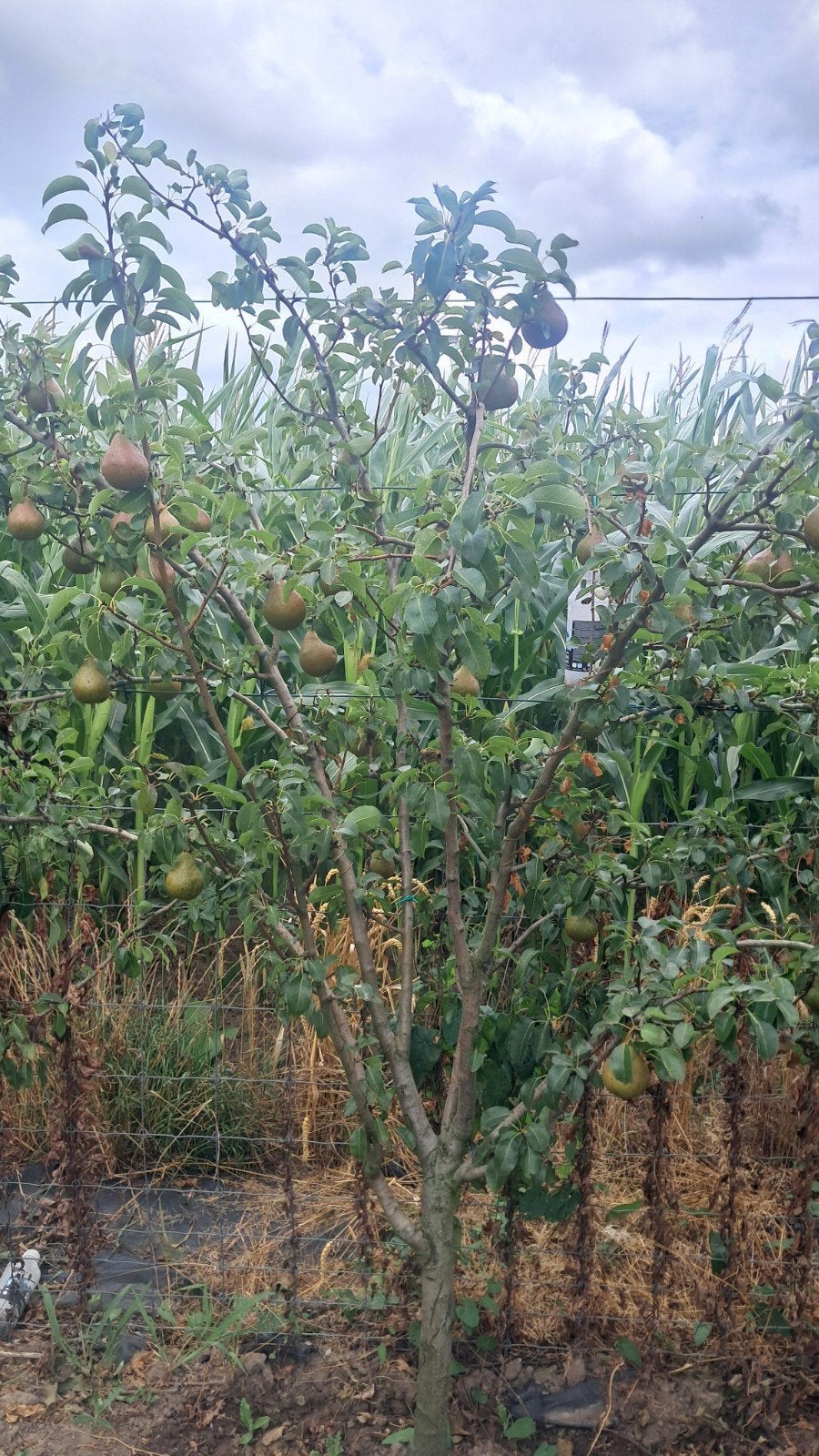 fruitiers poires, Enlèvement