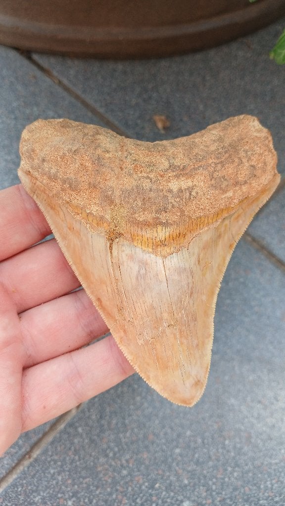 Grand requin megalodon, fossile bronzé d'Indonésie, Collections, Enlèvement ou Envoi, Fossile