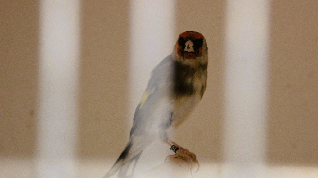 1 mayor man aminet split witkop en een kopel parvas te koop., Dieren en Toebehoren, Mannelijk, Wildzangvogel, Geringd