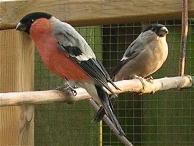 Koppel noorse goudvinken, Dieren en Toebehoren, Vogels | Overige Vogels, Meerdere dieren, Wildzangvogel, Geringd