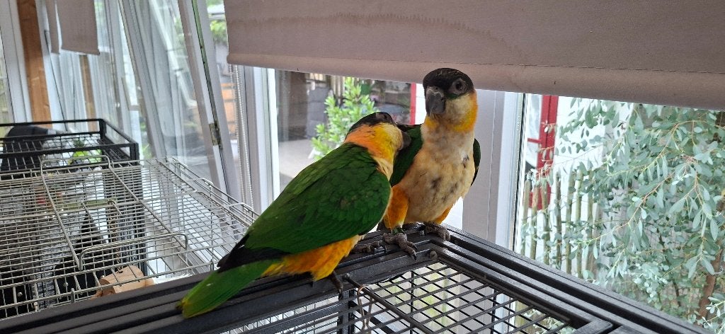 Zwartkop Caique's, Dieren en Toebehoren, Vogels | Parkieten en Papegaaien, Mannelijk, Dwergpapegaai of Agapornis, Tam