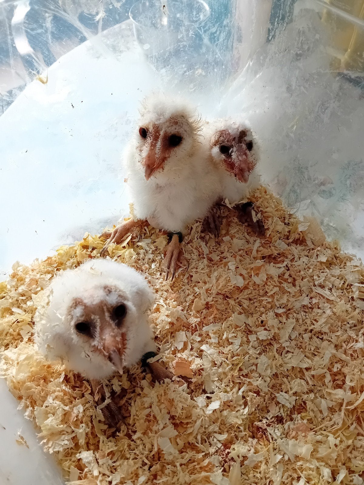 Tyto alba, Dieren en Toebehoren