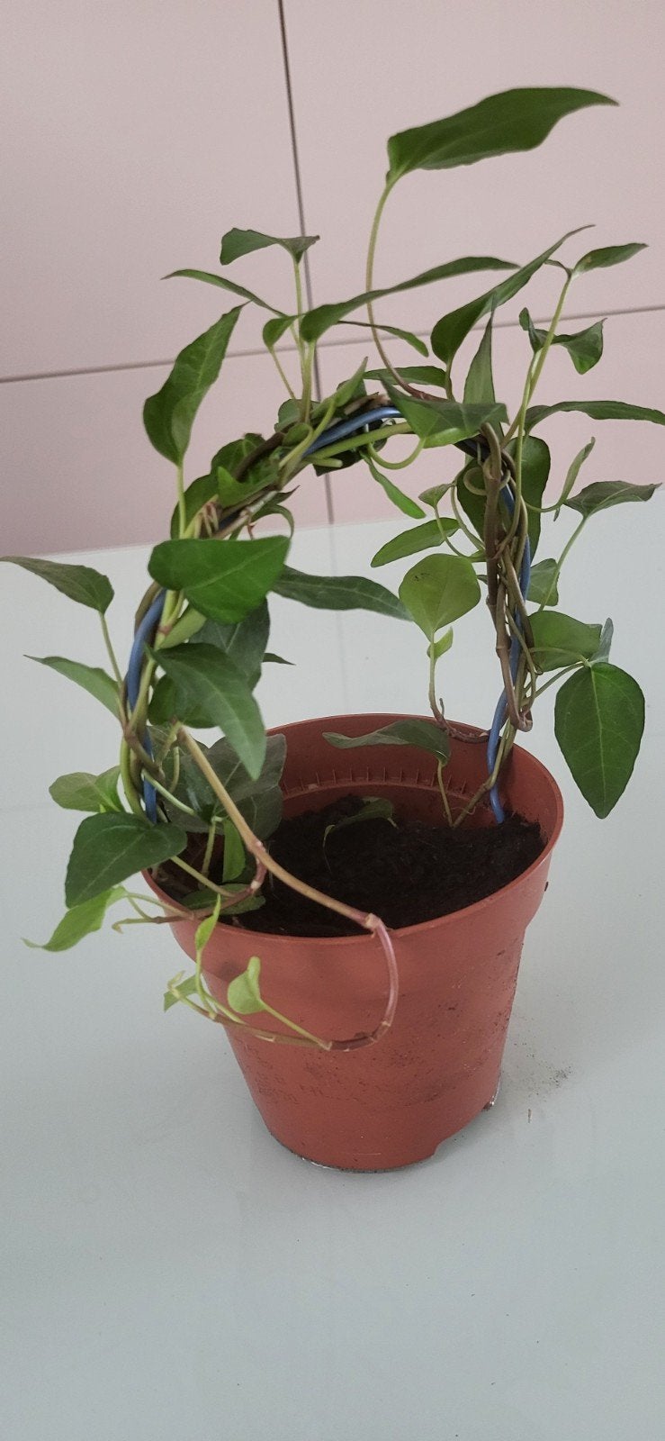 plante grimpante, Enlèvement