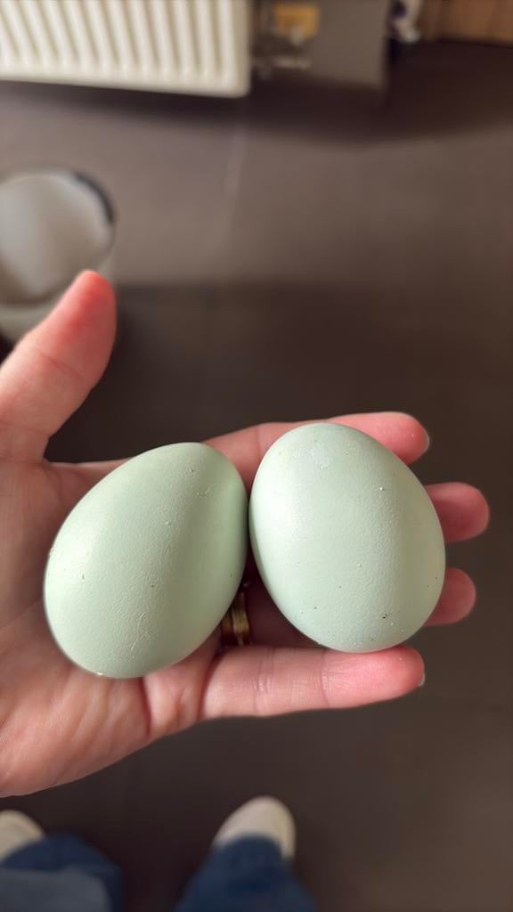Cream legbar broedeieren, Dieren en Toebehoren, Geslacht onbekend, Kip
