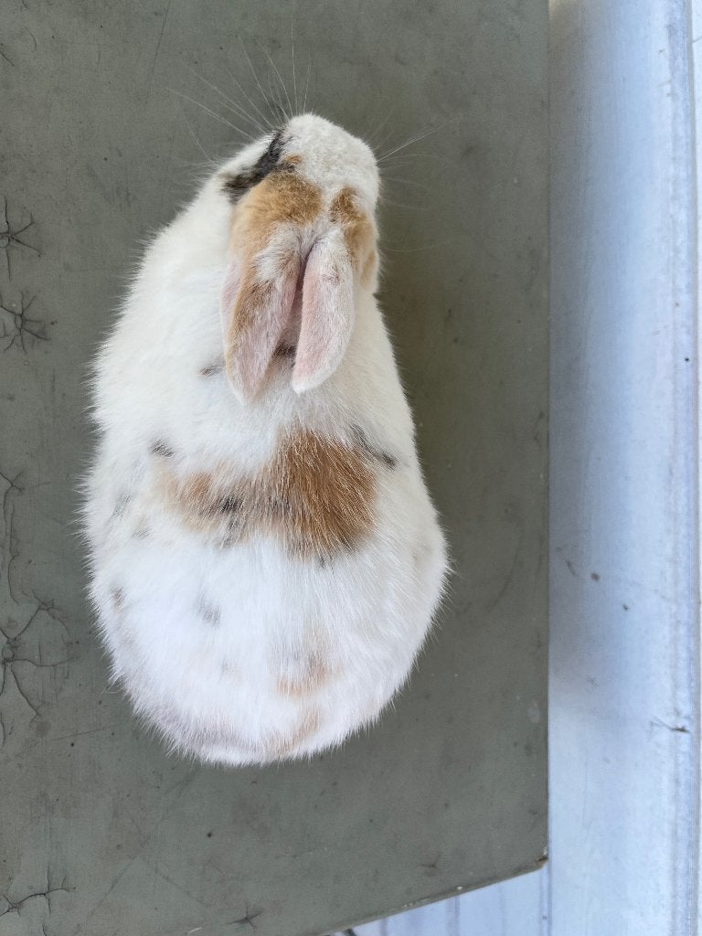 Dwerg konijntjes, Dieren en Toebehoren, Mannelijk, Dwerg, 0 tot 2 jaar
