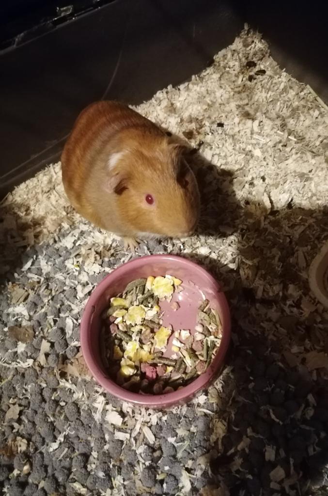 Cavia en de kleintjes, Juni, Cavia