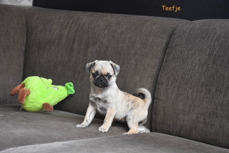 Mopshond pup reutje en teefje, Animaux & Accessoires, Autres races, Plusieurs, Hépatite contagieuse (maladie de Rubarth), Belgique