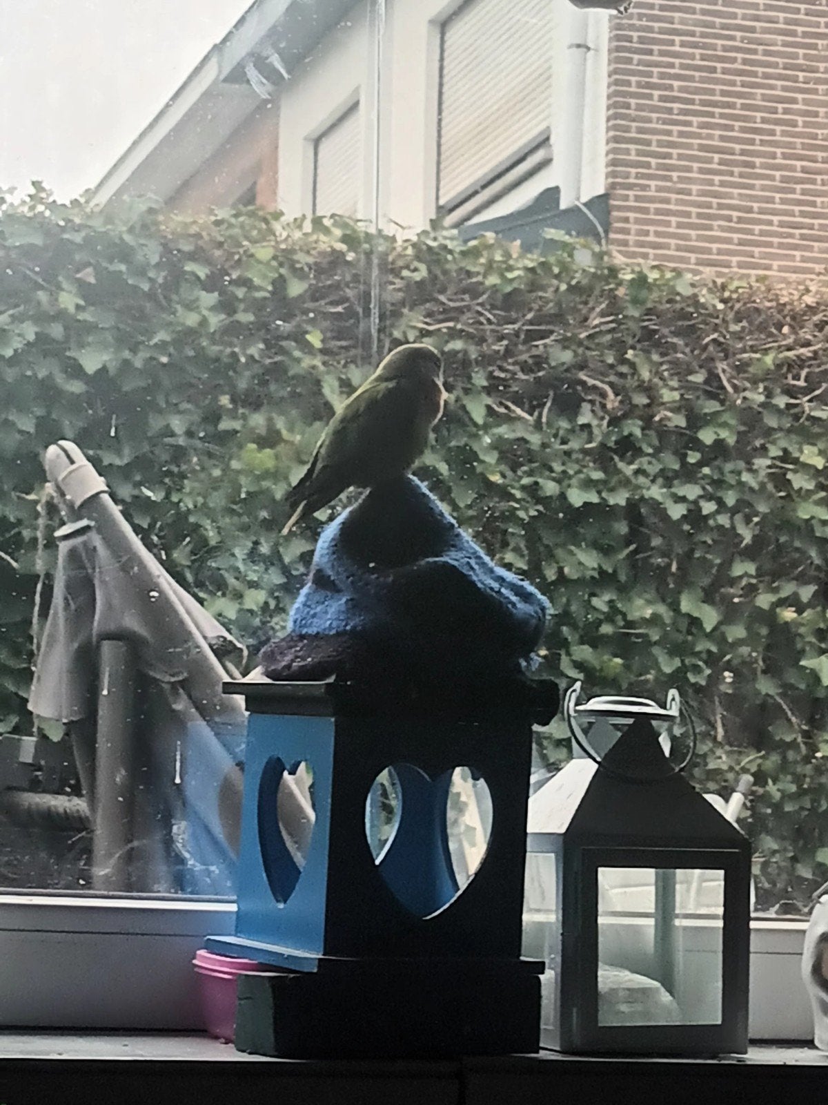 Leuk koppelte handtamme dwergpapegaaien te koop +kooi, Dieren en Toebehoren, Tam