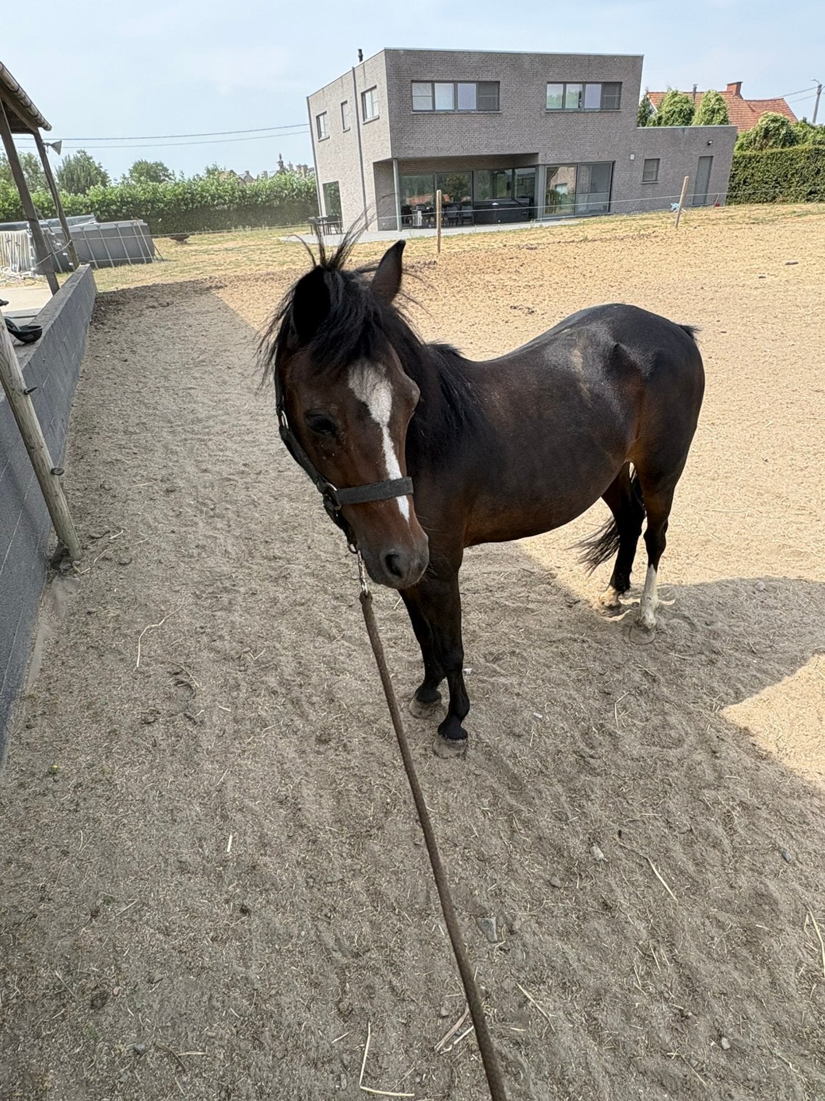 A pony, Animaux & Accessoires, Jument