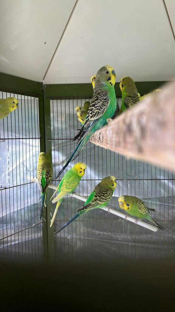 KWEEKRIJPE MANNETJES GRASPARKIETEN VANAF 10 EURO, Animaux & Accessoires, Oiseaux | Perruches & Perroquets, Perruche, Plusieurs animaux