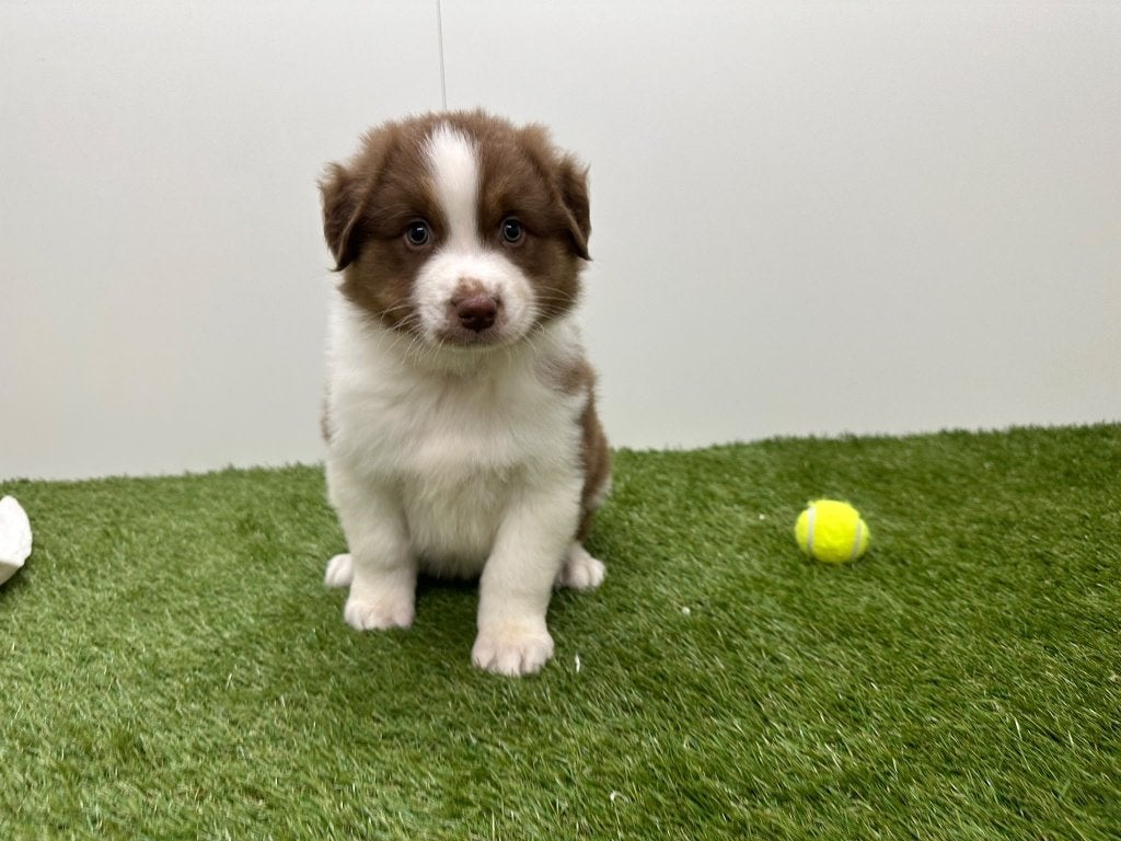 Nid de chiots bergers australiens