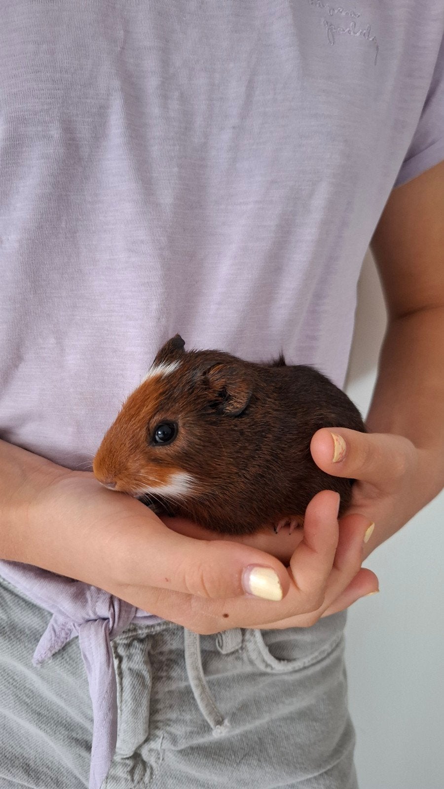 cavia beertje, Dieren en Toebehoren, Cavia, Augustus, Mannelijk, Tam