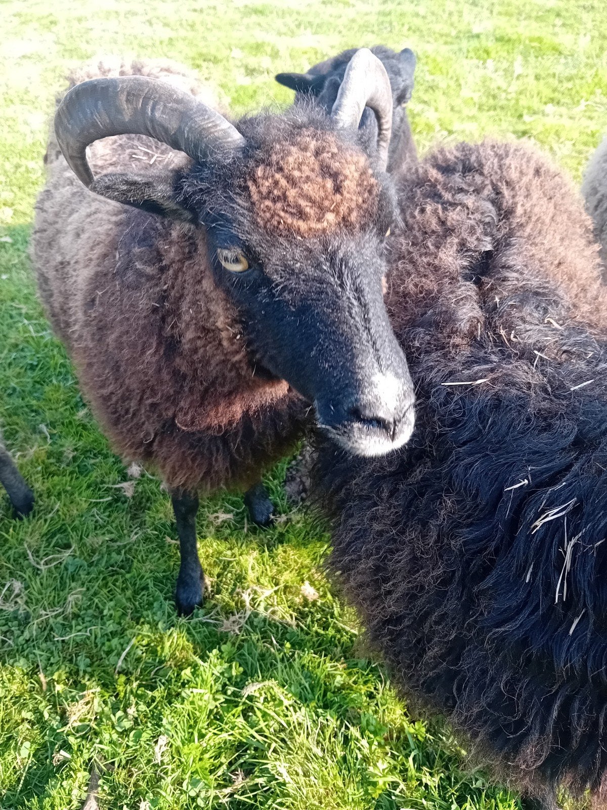 Soay ooi te koop - 50 euro, Vrouwelijk, Schaap, 3 tot 5 jaar