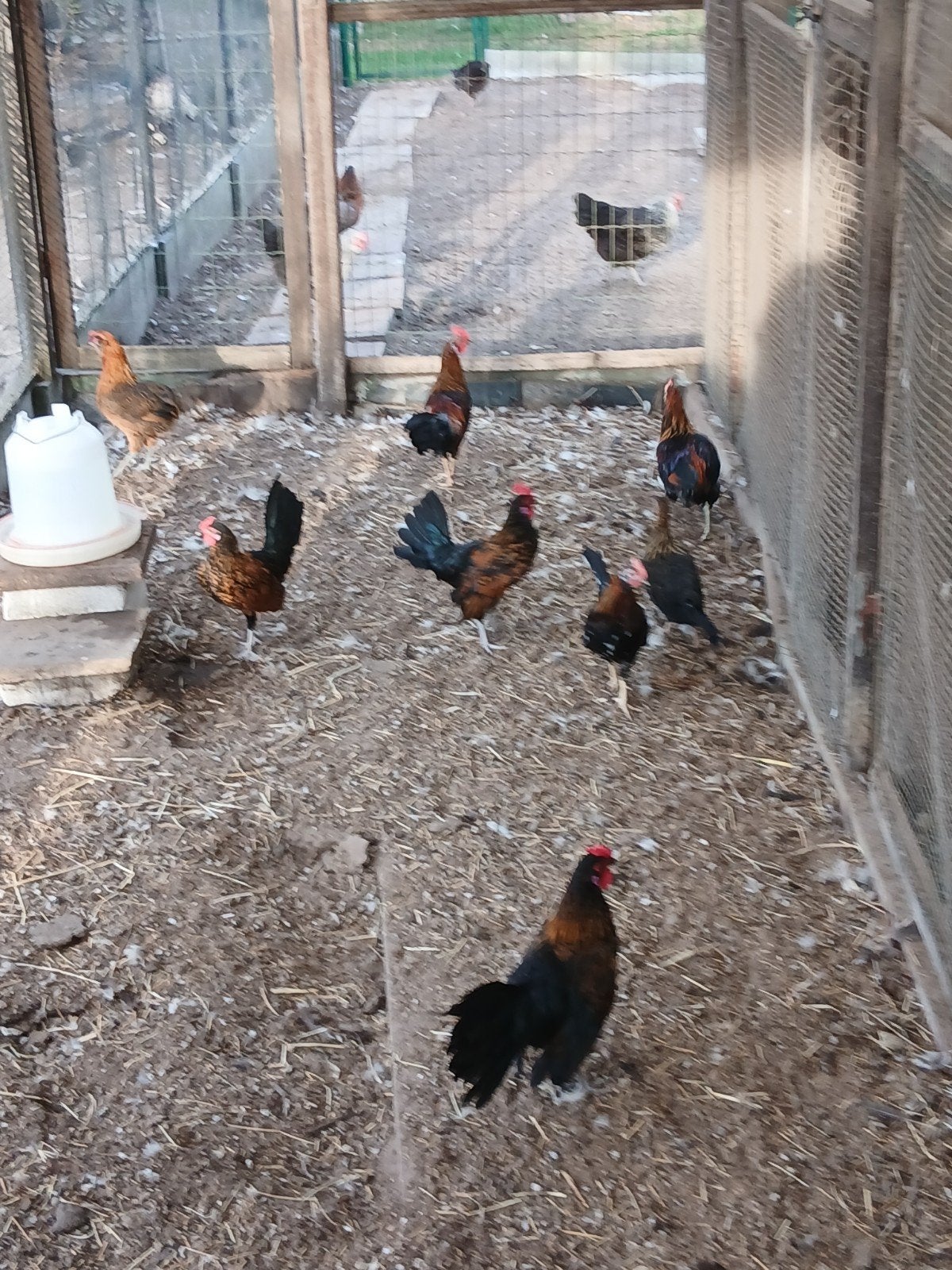 Hennen en hanen geboren in mei, Dieren en Toebehoren, Pluimvee, Meerdere dieren, Kip