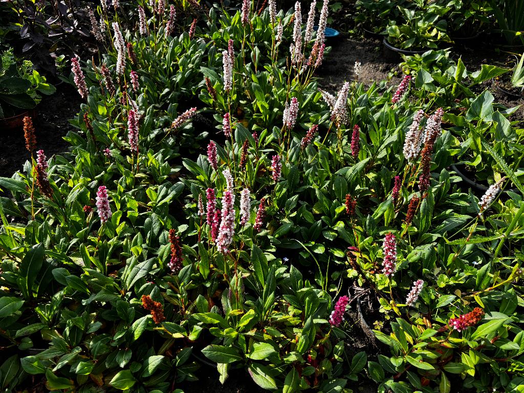 Persicaria Rosea plante vivace couvre-sol à fleurs roses, Enlèvement ou Envoi, Été, Plante fixe, Couvre-sol