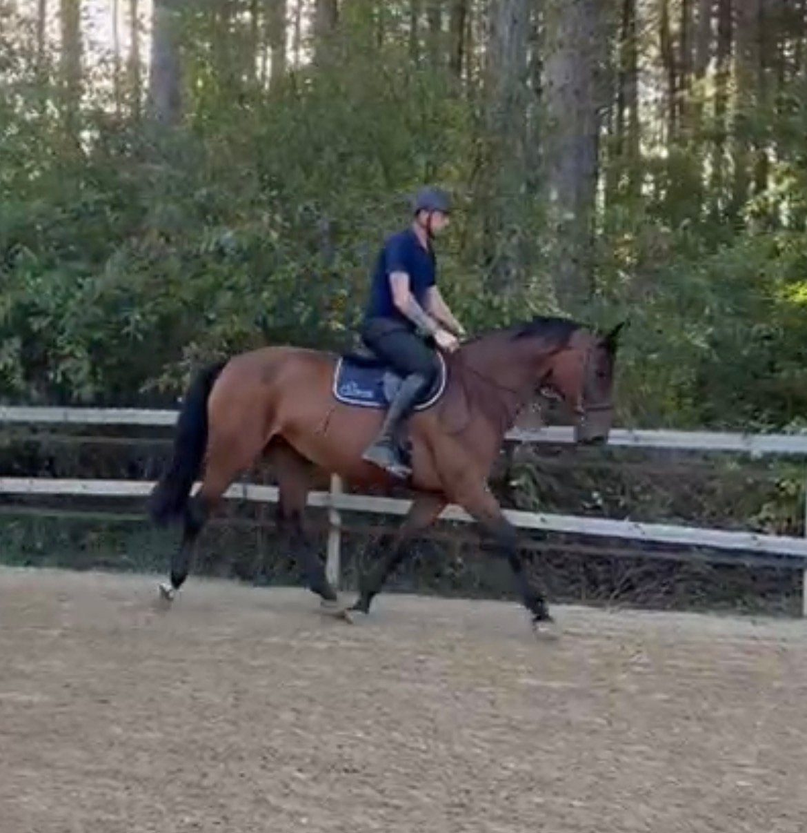 7 jarige merrie, Jument