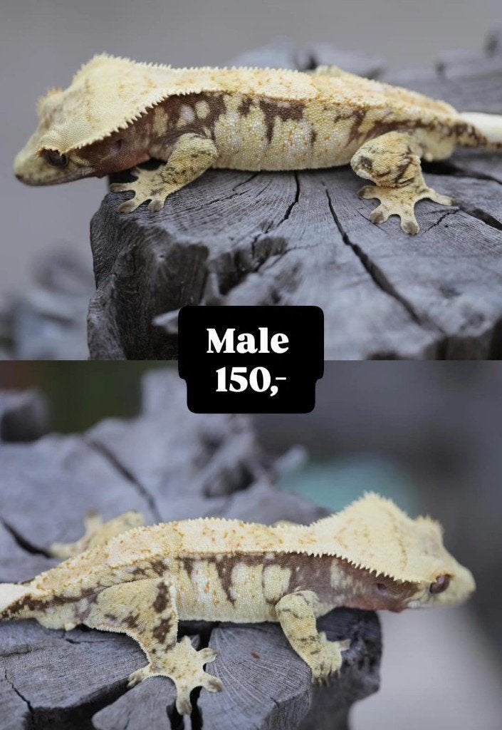 Verschillende wimpergekko's: mannen, vrouwen, RTB, baby, Dieren en Toebehoren, Reptielen en Amfibieën, Hagedis, 0 tot 2 jaar
