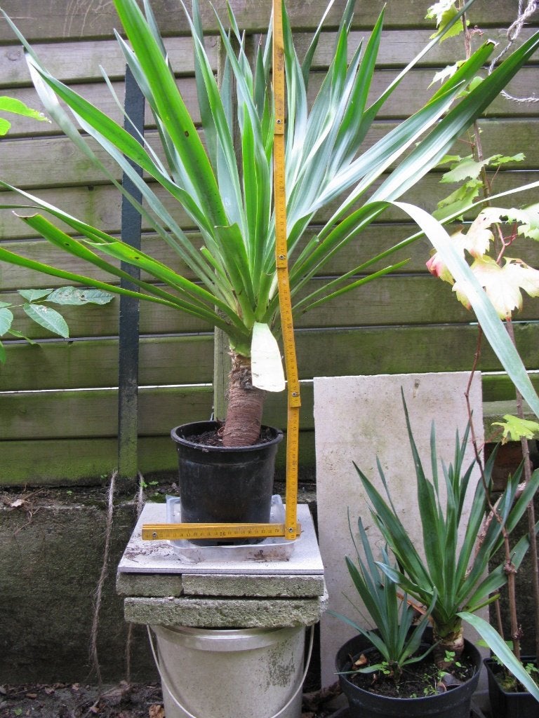 Gros yucca de jardin vivace avec tronc (yucca filamentosa), Autres espèces, Plein soleil, Été, Enlèvement
