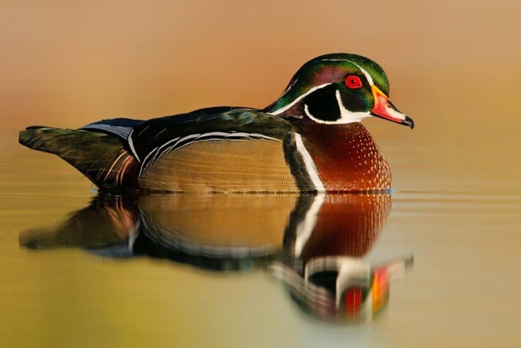 carolina eend, Mâle, Canard
