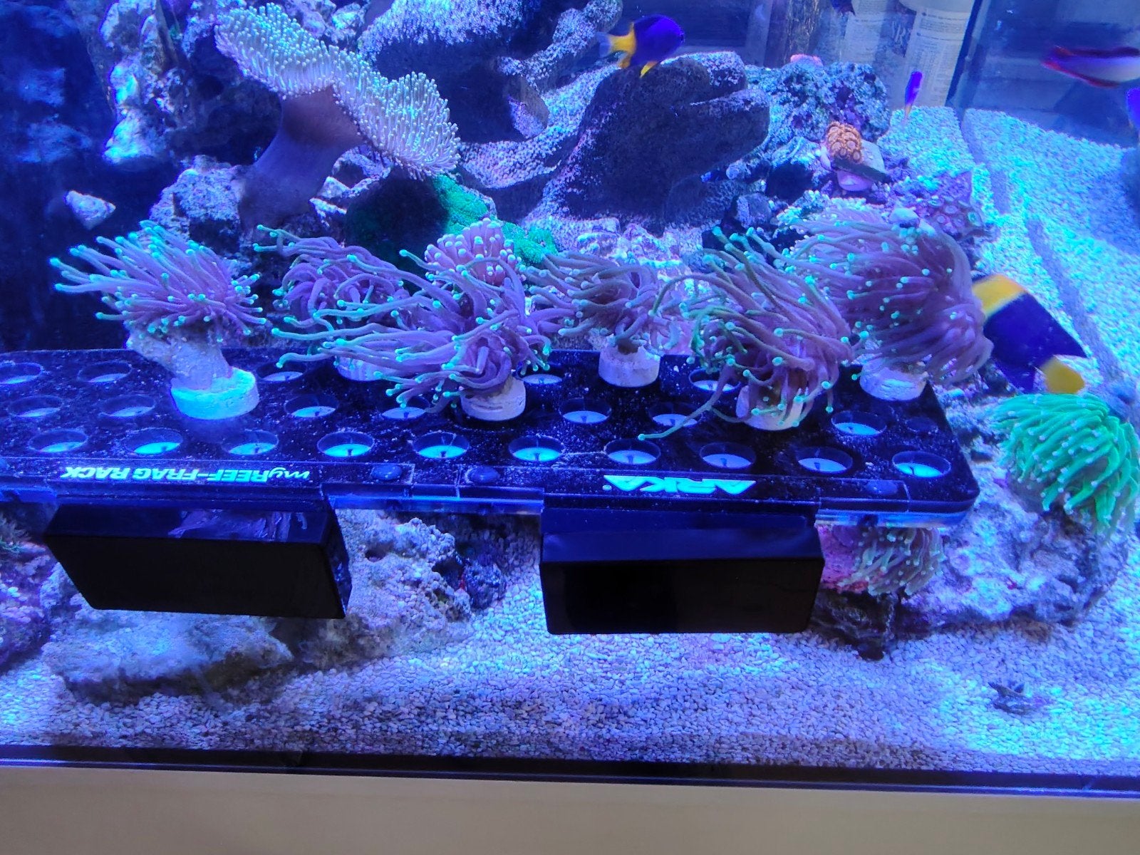 Torche Dragon Soul à 1 et 2 têtes, Autres types, Poisson de mer