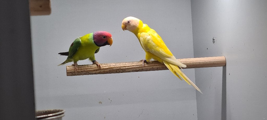 Couple reproducteur de têtes de prunier, Plusieurs animaux, Perruche, Bagué