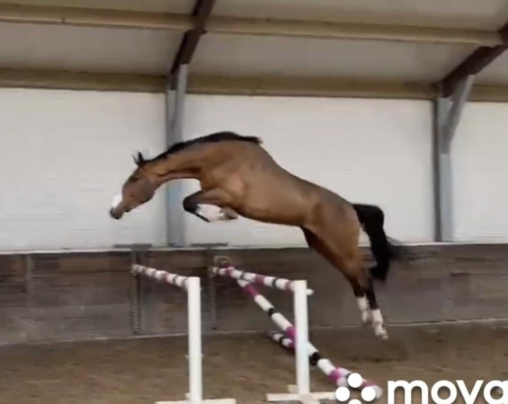 " Django " 3 jr springer *2 halfbroers 1m50 en 1m40 niveau*, Dieren en Toebehoren, Springpaard, Ruin, Onbeleerd, 170 tot 175 cm