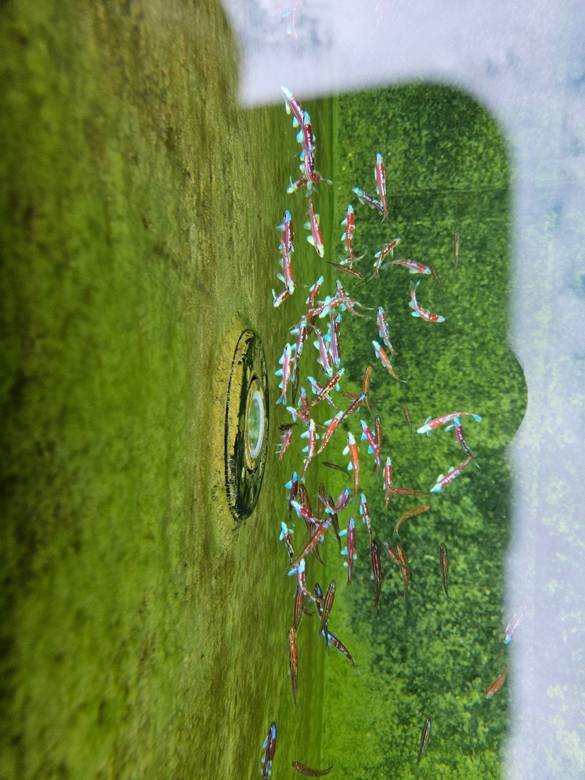 Notropis chrosomus / Rainbow shiner / Regenboog elrits, Ophalen