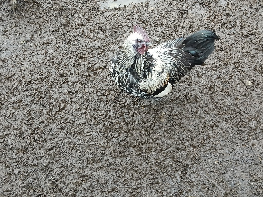 Haantjes, Dieren en Toebehoren, Mannelijk, Kip