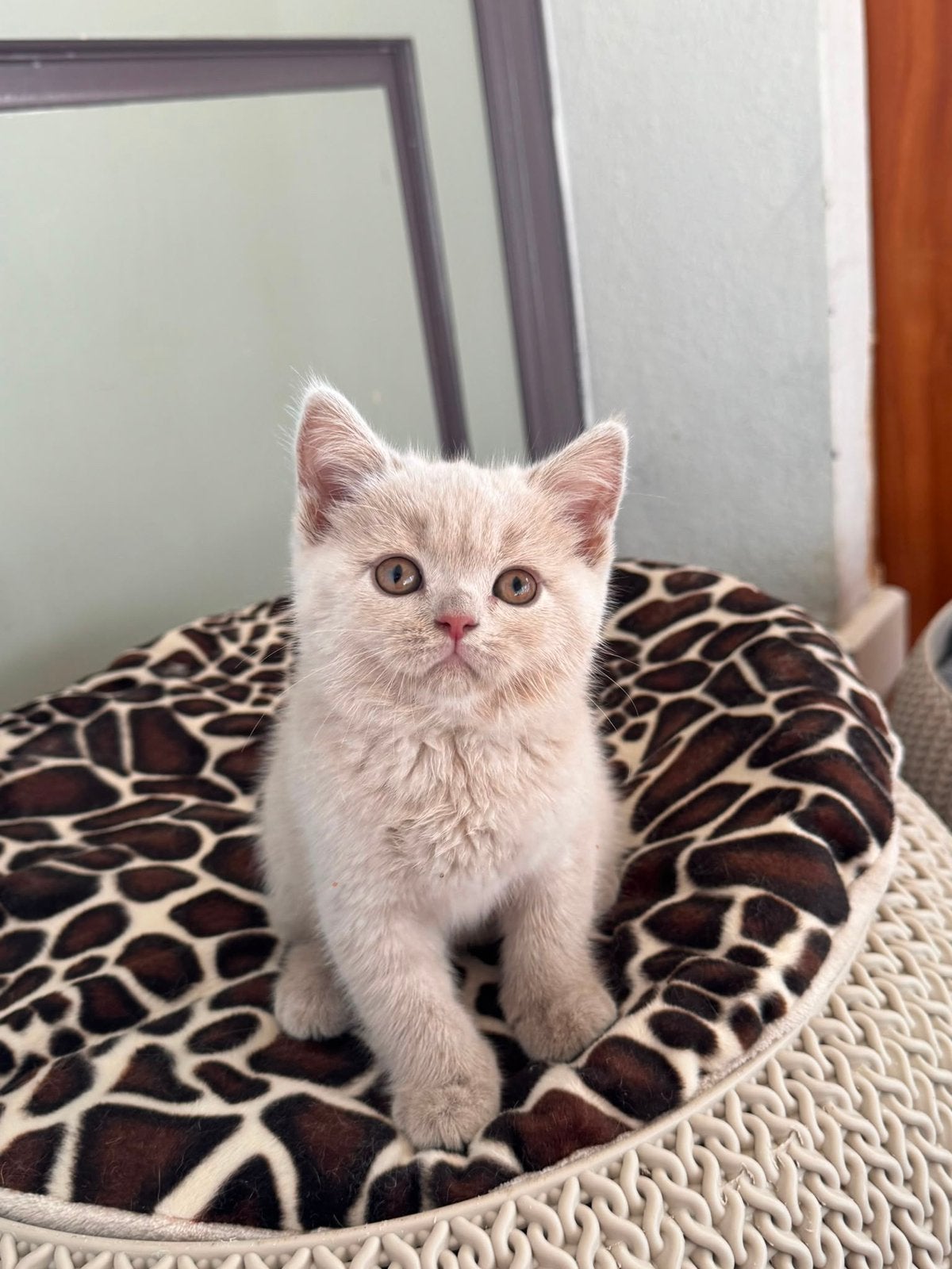 Brits korthaar, Dieren en Toebehoren, Katten en Kittens | Raskatten | Korthaar, Meerdere dieren, Met stamboom, 0 tot 2 jaar