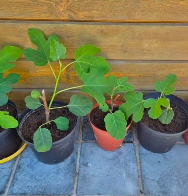 Vijg boom, Tuin en Terras, Ophalen