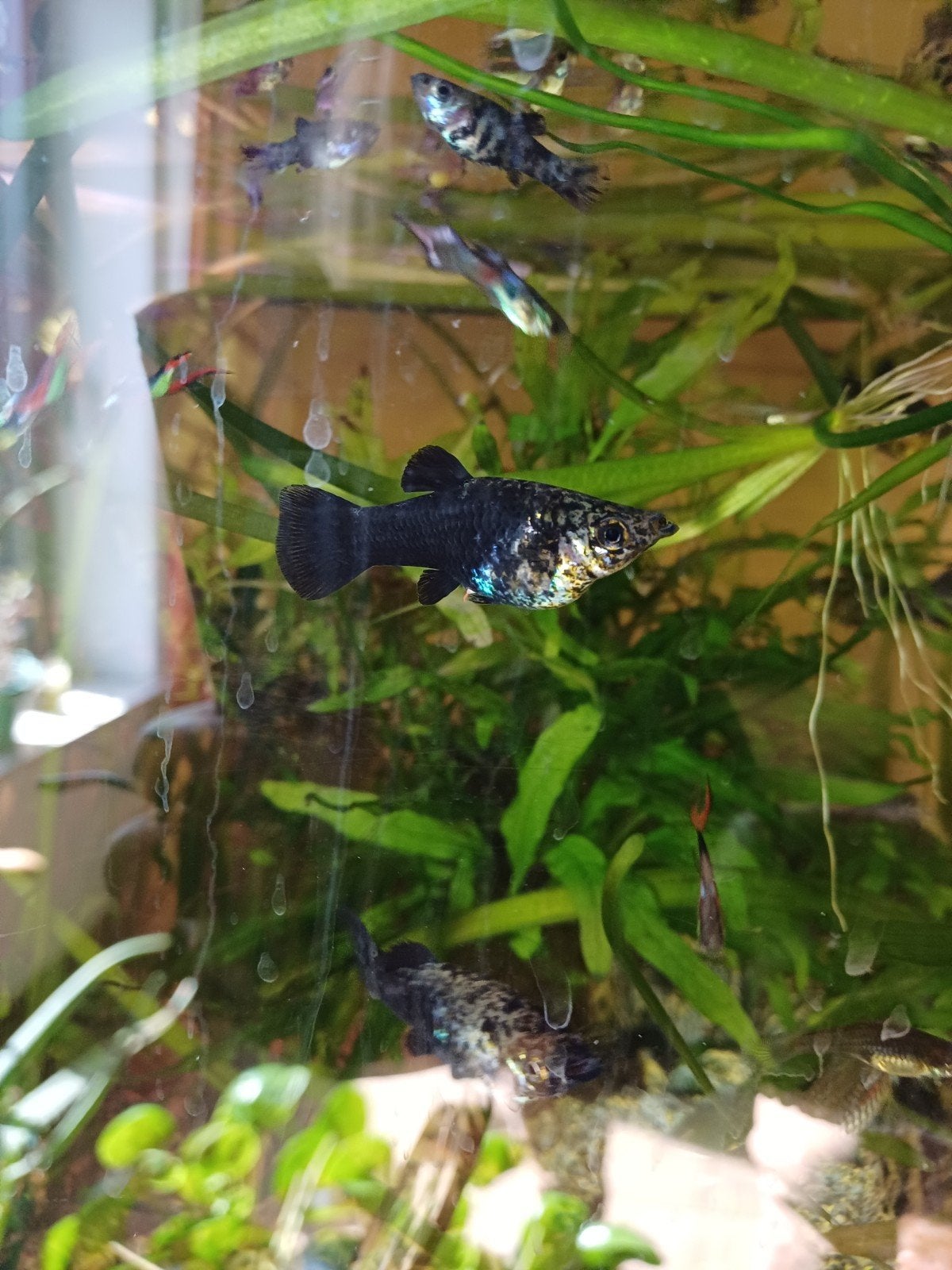 molly's, Dieren en Toebehoren, Vis, Zoetwatervis, Schoolvis