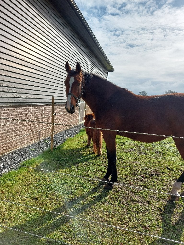 Springpaard, Dieren en Toebehoren, Paarden, Merrie, B, 165 tot 170 cm, 7 tot 10 jaar, Springpaard, Met stamboom, Gechipt, Ontwormd