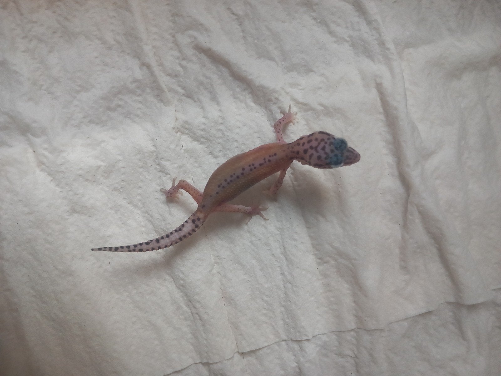 bébé gecko leopard Eublepharis, Ophalen