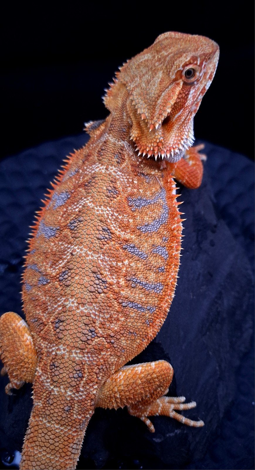 Baardagaam 50% Red Monster Purple Tiger Triple het. Vrouw, Hagedis, 0 tot 2 jaar