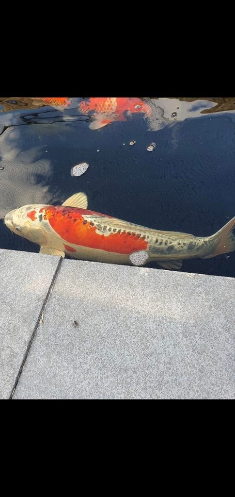 Japanse koi 50+, Ophalen