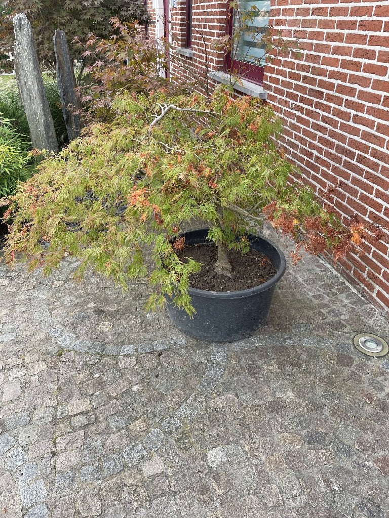 japanse esdoorn, Tuin en Terras, Ophalen, Zomer, In pot, 100 tot 250 cm