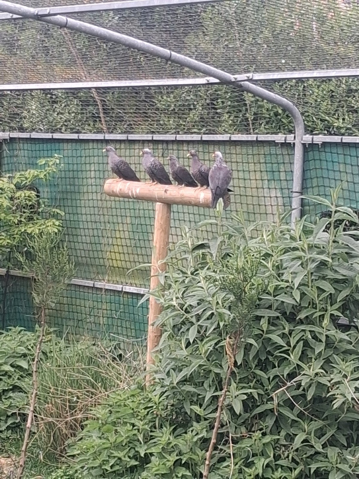 olijfduiven, Animaux & Accessoires, Oiseaux | Pigeons
