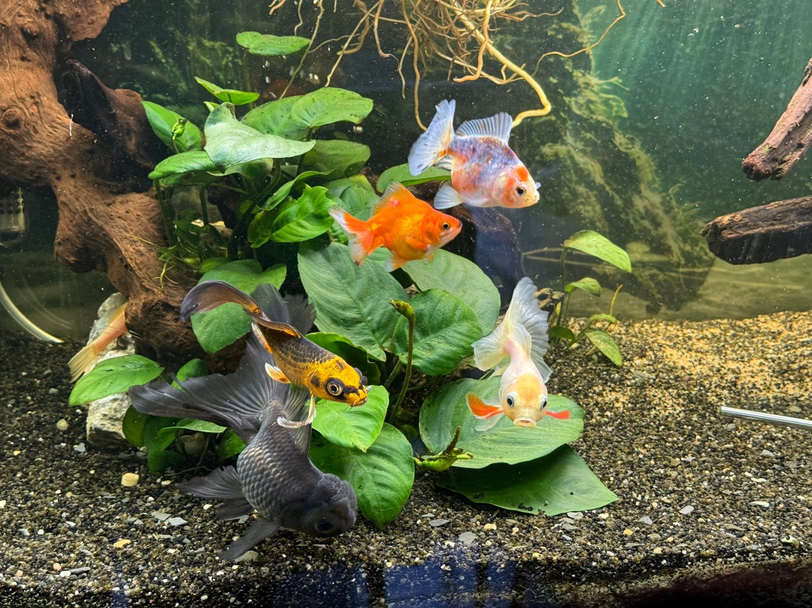 Sluierstaart vissen en Mayan butterfly koi, Vis, Zoetwatervis, Schoolvis