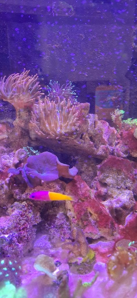 Dwergzeebaars (Pseudochromis Paccagnellae) zeeaquarium, Dieren en Toebehoren, Vis, Zoutwatervis