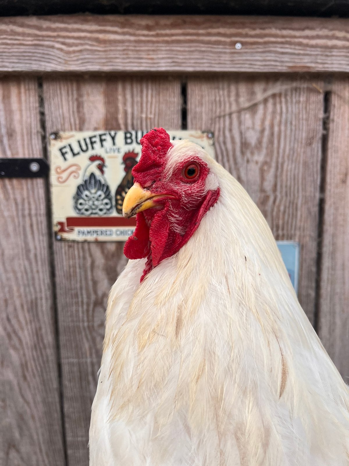 Knappe Brahma haan, Dieren en Toebehoren