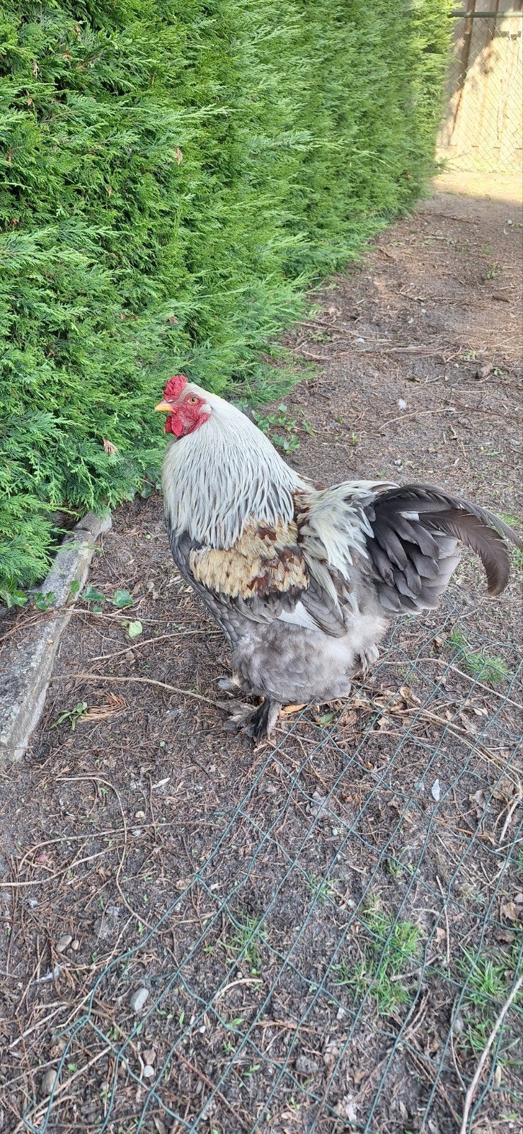 Haan Brahma eigen kweek, 1 jaar oud, Dieren en Toebehoren, Pluimvee