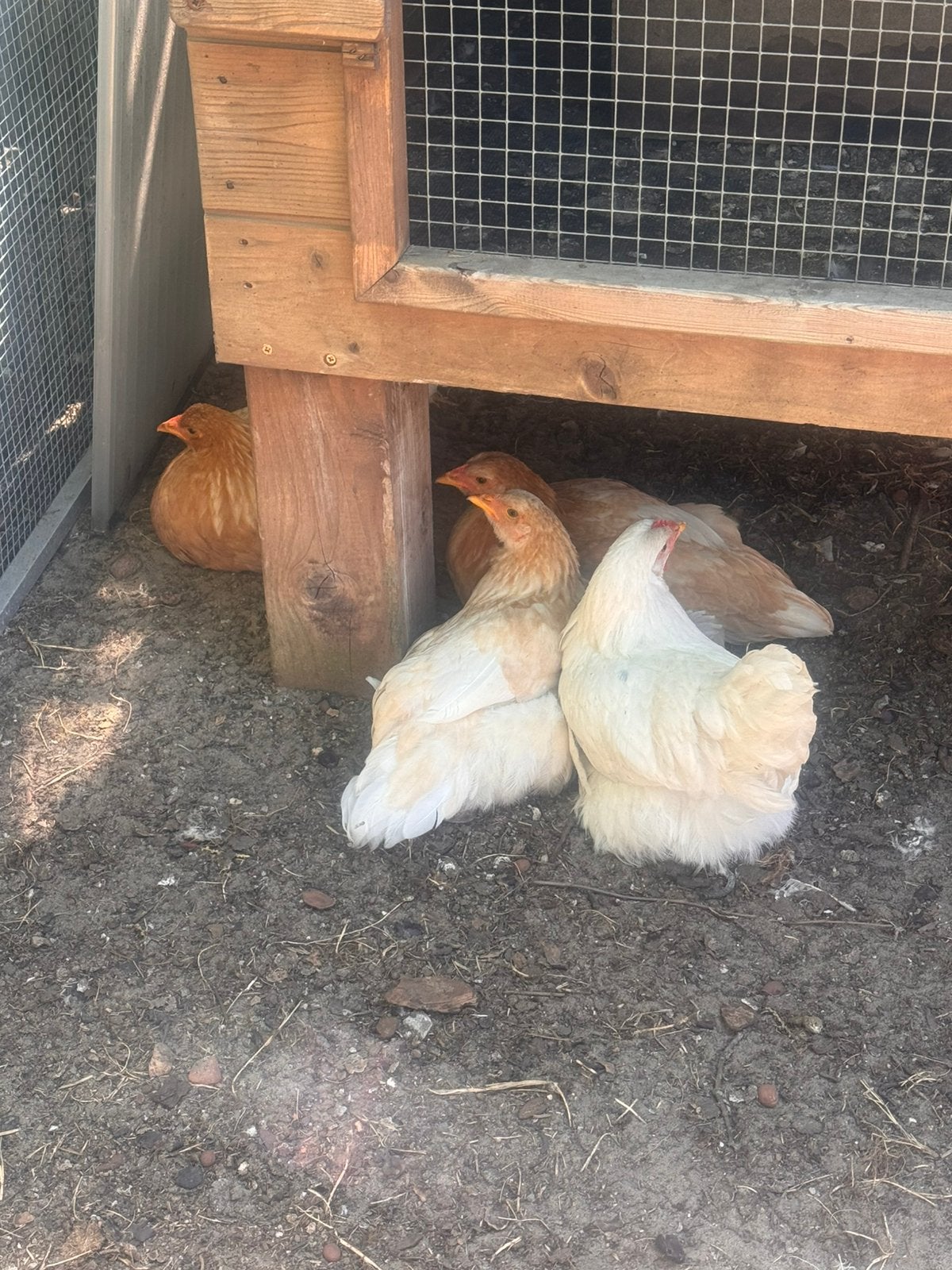 Brahma kuikens van 16 weken, Dieren en Toebehoren, Pluimvee